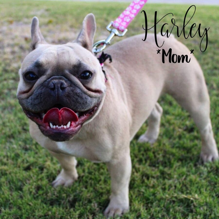 Mom, Harley